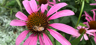 Cone flower with honey bee